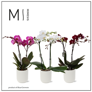Phalaenopsis Multi Xmas Mix 2 spike - 12cm in Atlanta White | Mimesis
