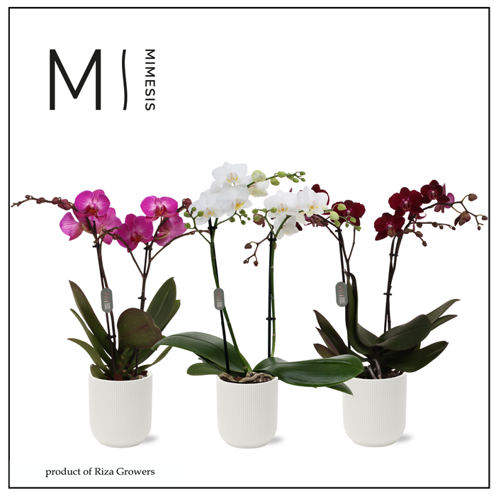 <h4>Phalaenopsis Multi Xmas Mix 2 spike - 12cm in Atlanta White | Mimesis</h4>