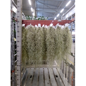 Tillandsia usneoides