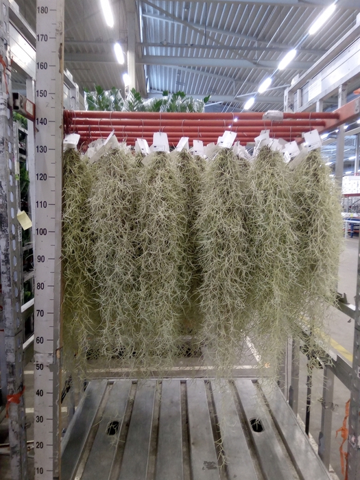 <h4>Tillandsia usneoides</h4>