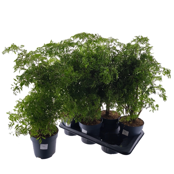 <h4>POLY FRUTICOSA</h4>