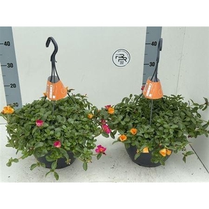 Portulaca gemengd in pot