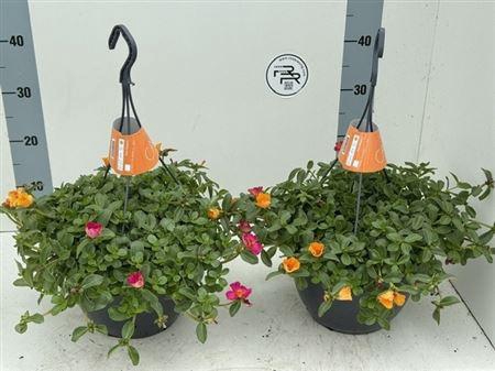 <h4>Portulaca gemengd in pot</h4>