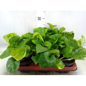 Epipremnum pinn. 'Global Green'