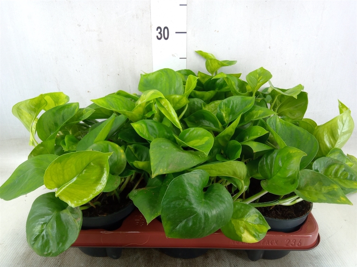 <h4>Epipremnum pinn. 'Global Green'</h4>