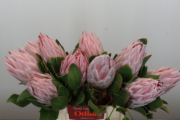 <h4>Protea Cynaroides</h4>