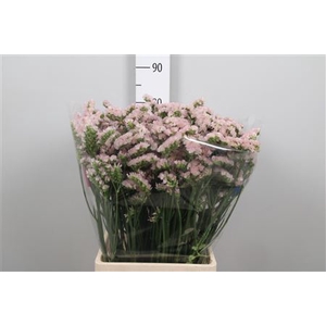 Lim S Apri Sun Birds