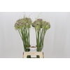 Allium Green Drops