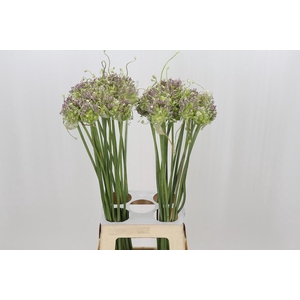 Allium Green Drops