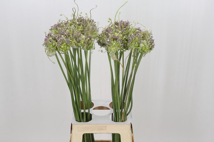 <h4>Allium Green Drops</h4>