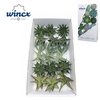 Aloe Mix (wincx) Cutflower