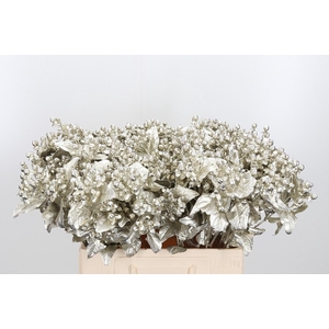 Hypericum Kl Bh Platina