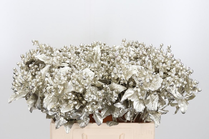 <h4>Hypericum Kl Bh Platina</h4>