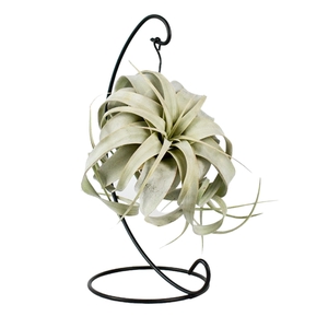 Tillandsia King xero hanger