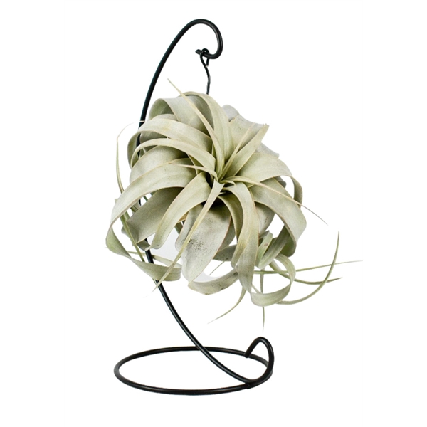 <h4>Tillandsia King xero hanger</h4>