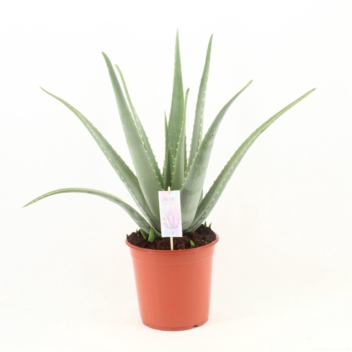 <h4>Aloe vera</h4>