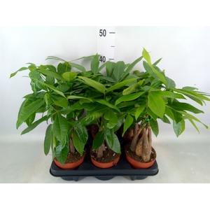 Pachira aquatica