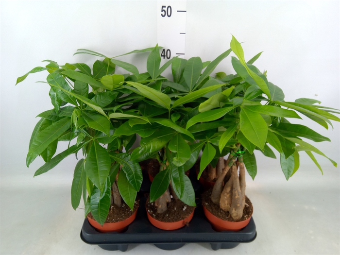 <h4>Pachira aquatica</h4>