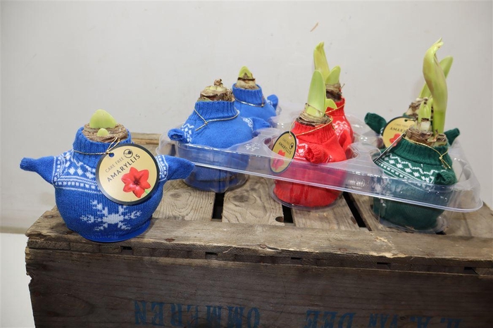 <h4>Bloembol Hipp In Gebreide Trui</h4>