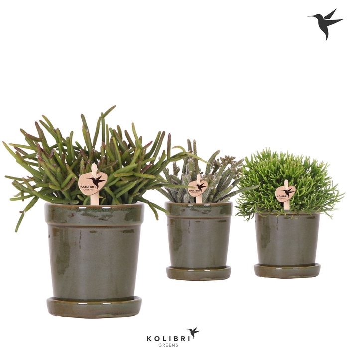 <h4>Rhipsalis   ...mix</h4>