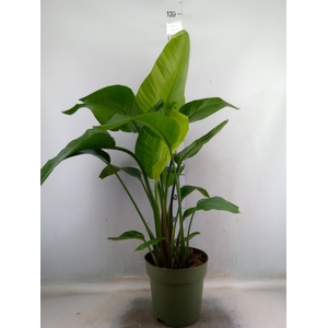 Strelitzia nicolai