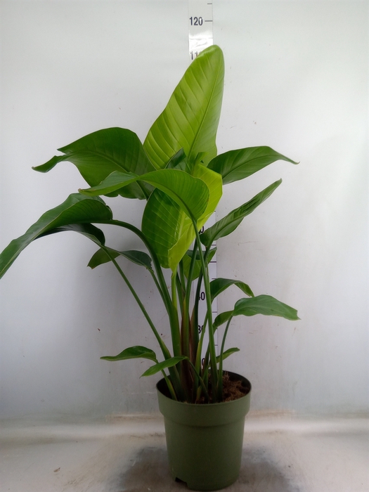 <h4>Strelitzia nicolai</h4>