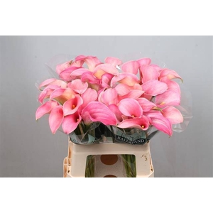 Calla Candyfloss Kallaland