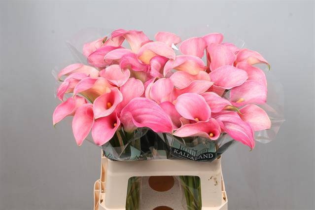 <h4>Calla Candyfloss Kallaland</h4>