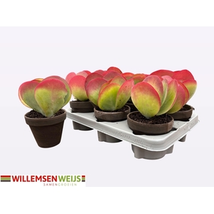 KALANCHOE THYRSIFL