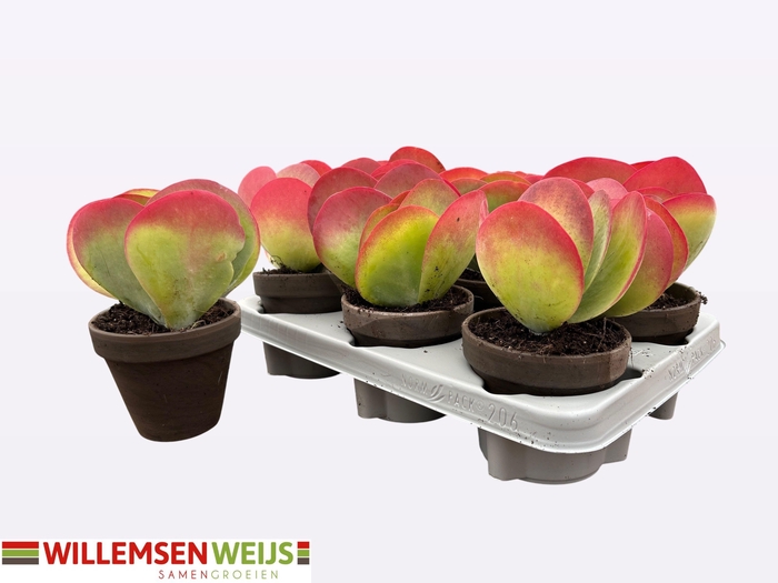 <h4>KALANCHOE THYRSIFL</h4>