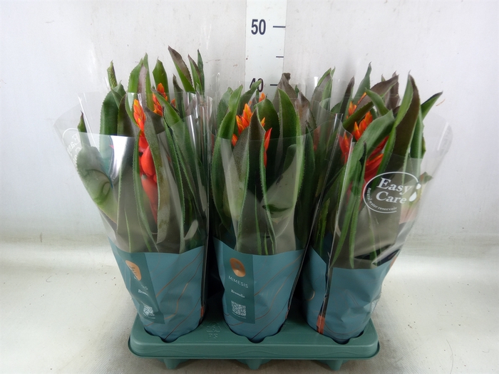 <h4>Aechmea  'Pepita Elegant Flames'</h4>