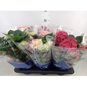 Hydrangea mac.   ...mix