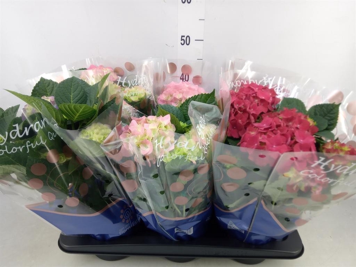 <h4>Hydrangea mac.   ...mix</h4>