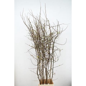 CHAENOMELES APPLE BLOSSOM 160CM