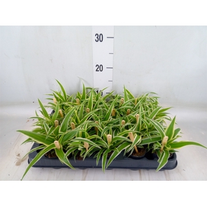 Chlorophytum com. 'Ocean'