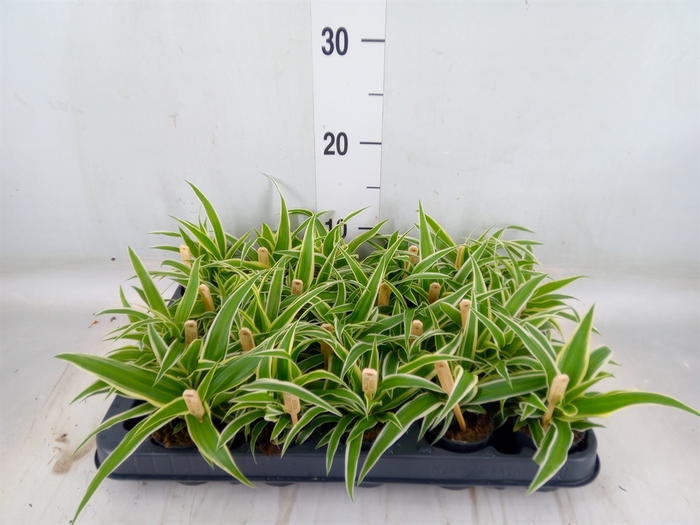 <h4>Chlorophytum com. 'Ocean'</h4>