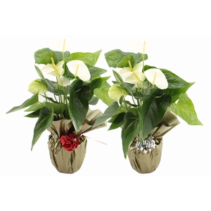 Anthurium 17 cm Alpine in Rondello gold + bow Metallic mix