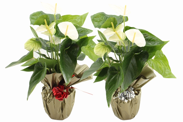 <h4>Anthurium 17 cm Alpine in Rondello gold + bow Metallic mix</h4>