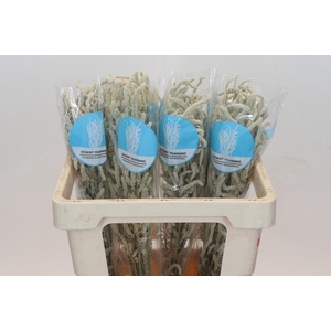 Amaranthus Yearming Desert