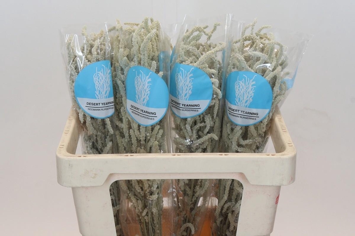 <h4>Amaranthus Yearming Desert</h4>