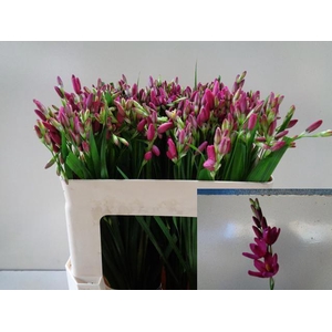 IXIA VENUS