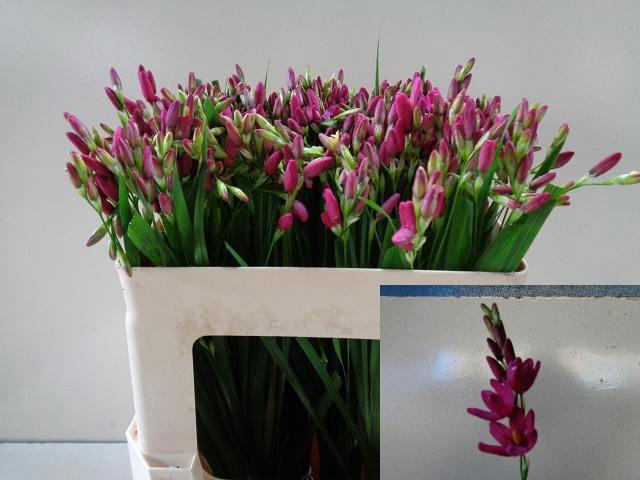 <h4>IXIA VENUS</h4>