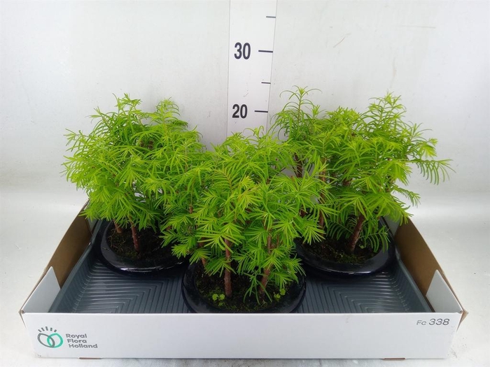 <h4>Bonsai   ...</h4>