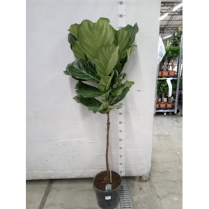 Ficus lyrata