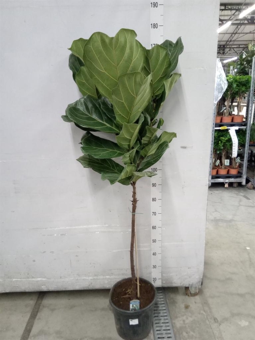 <h4>Ficus lyrata</h4>