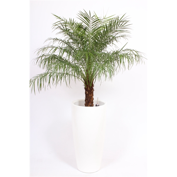 <h4>Phoenix roebelenii in Santorini pot "wit"</h4>