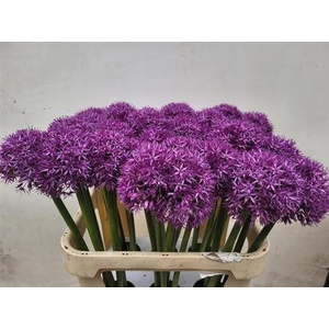 Allium Globemaster