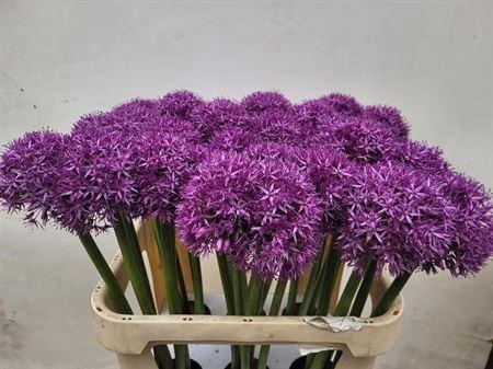 <h4>Allium Globemaster</h4>