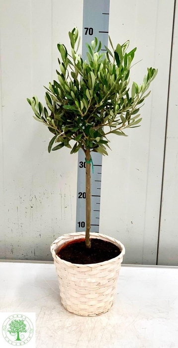 <h4>OLEA EUROPAEA</h4>