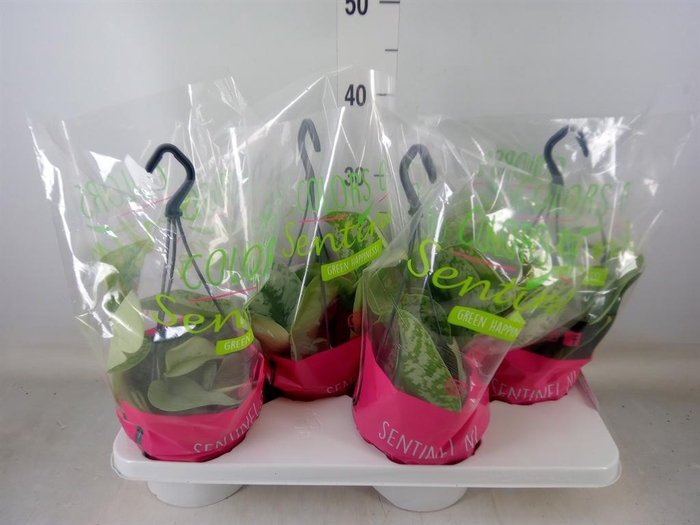 <h4>Scindapsus pictus 'Trebie'</h4>